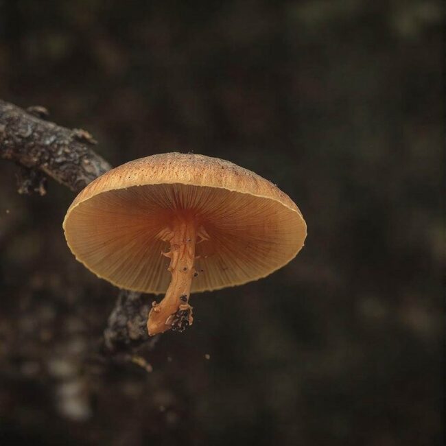 Boczniak topolowy a białko roślinne