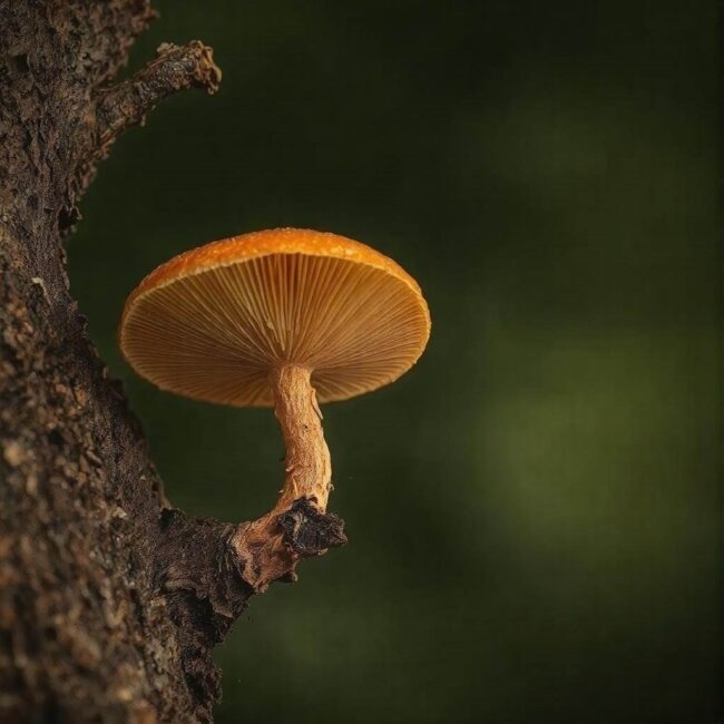 Boczniak topolowy w lasach